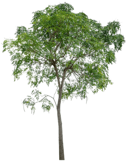 tree decoration bottom